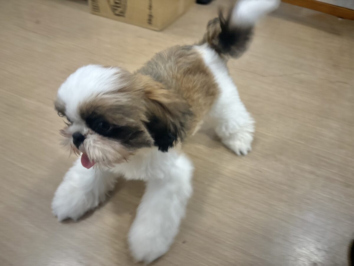 シーズー