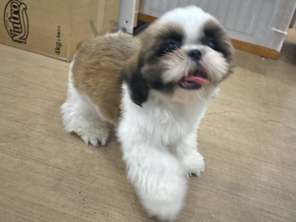 シーズー