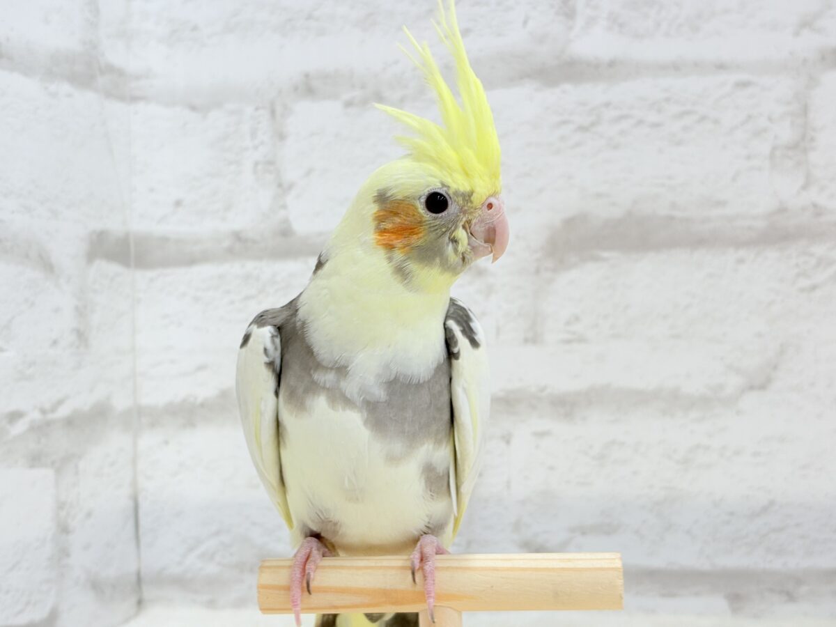 オカメインコ