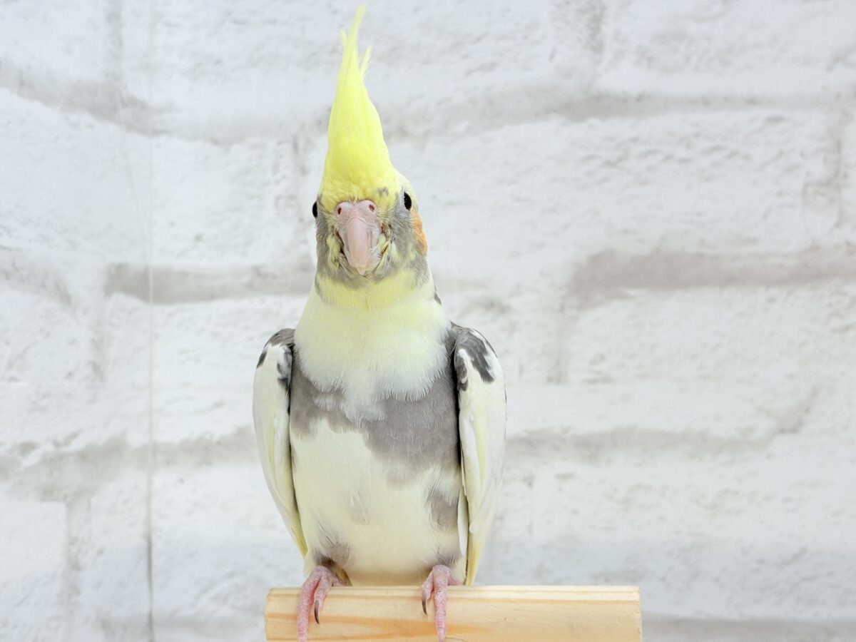 オカメインコ