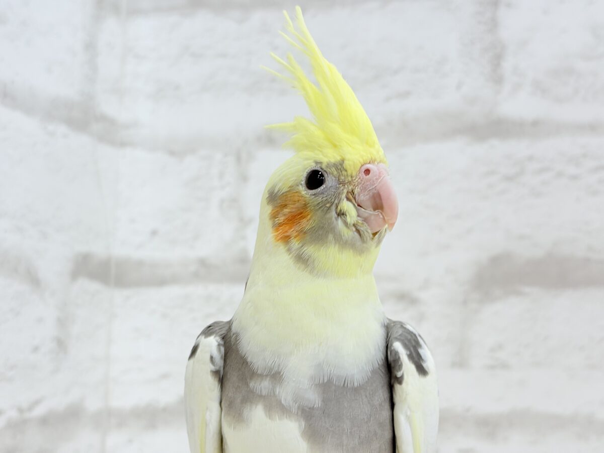 オカメインコ