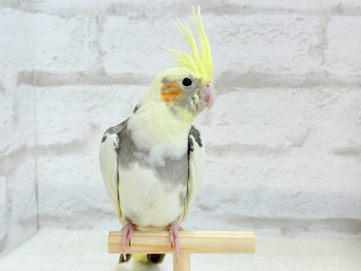 オカメインコ
