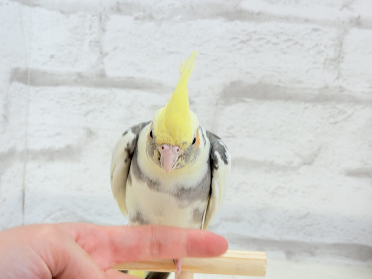 オカメインコ