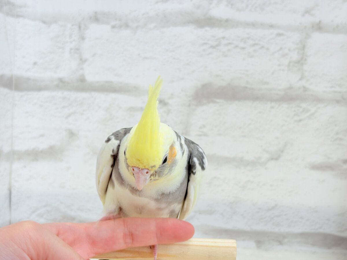 オカメインコ
