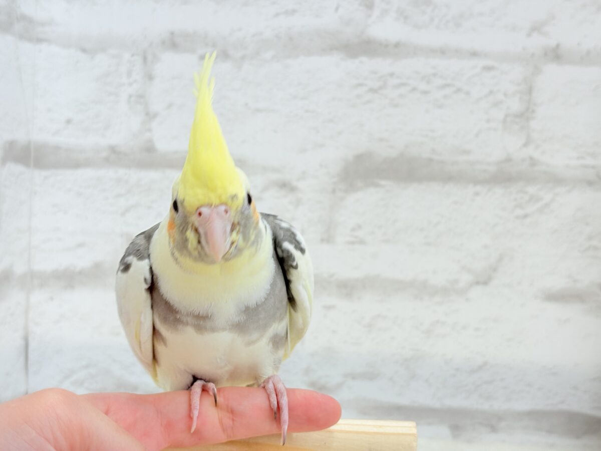 オカメインコ