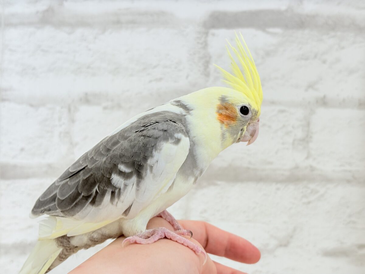 オカメインコ