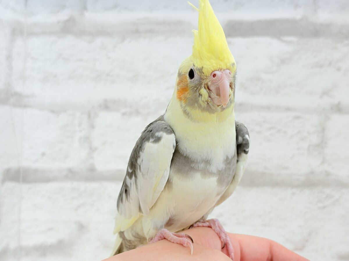 オカメインコ