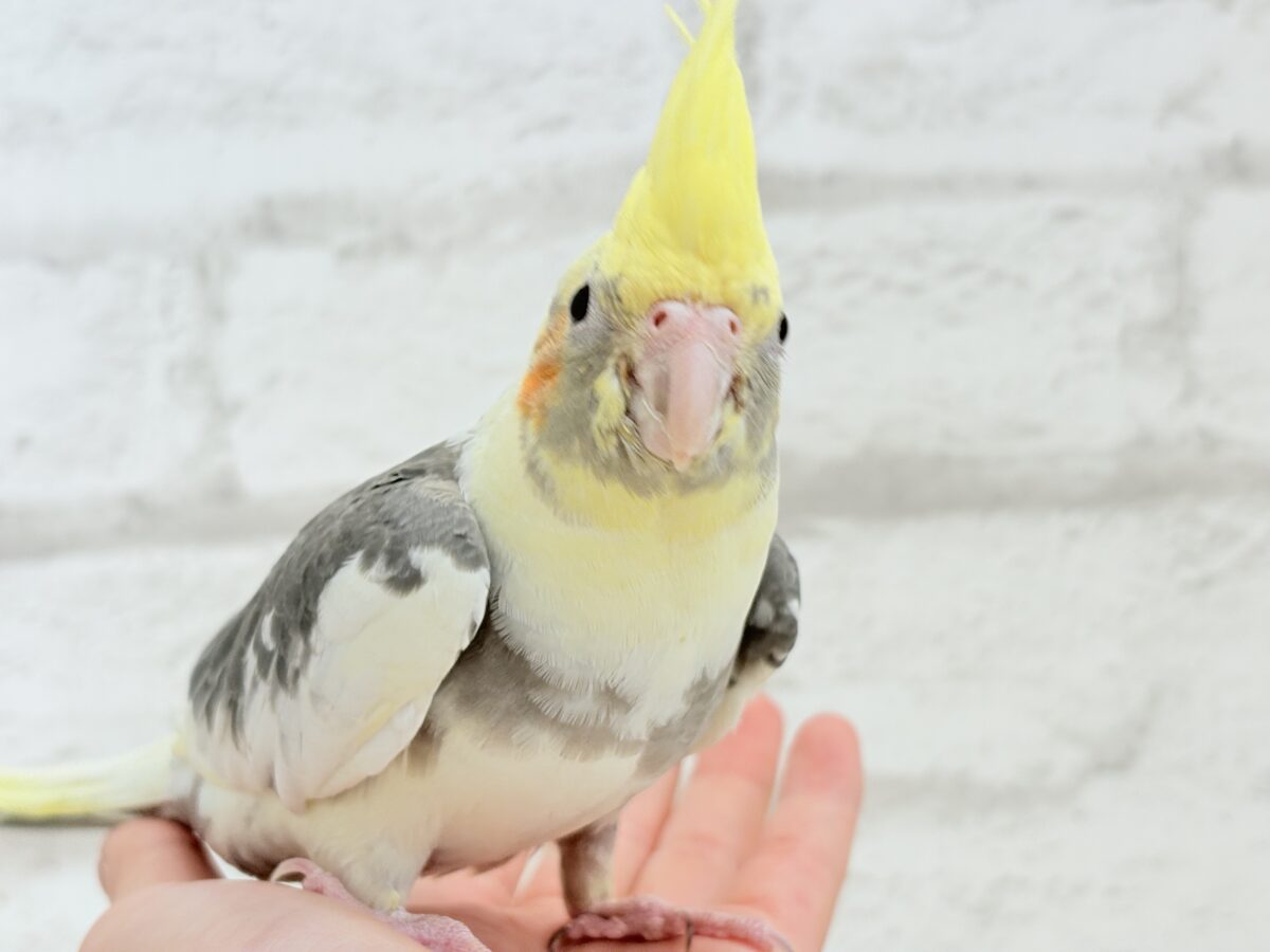 オカメインコ
