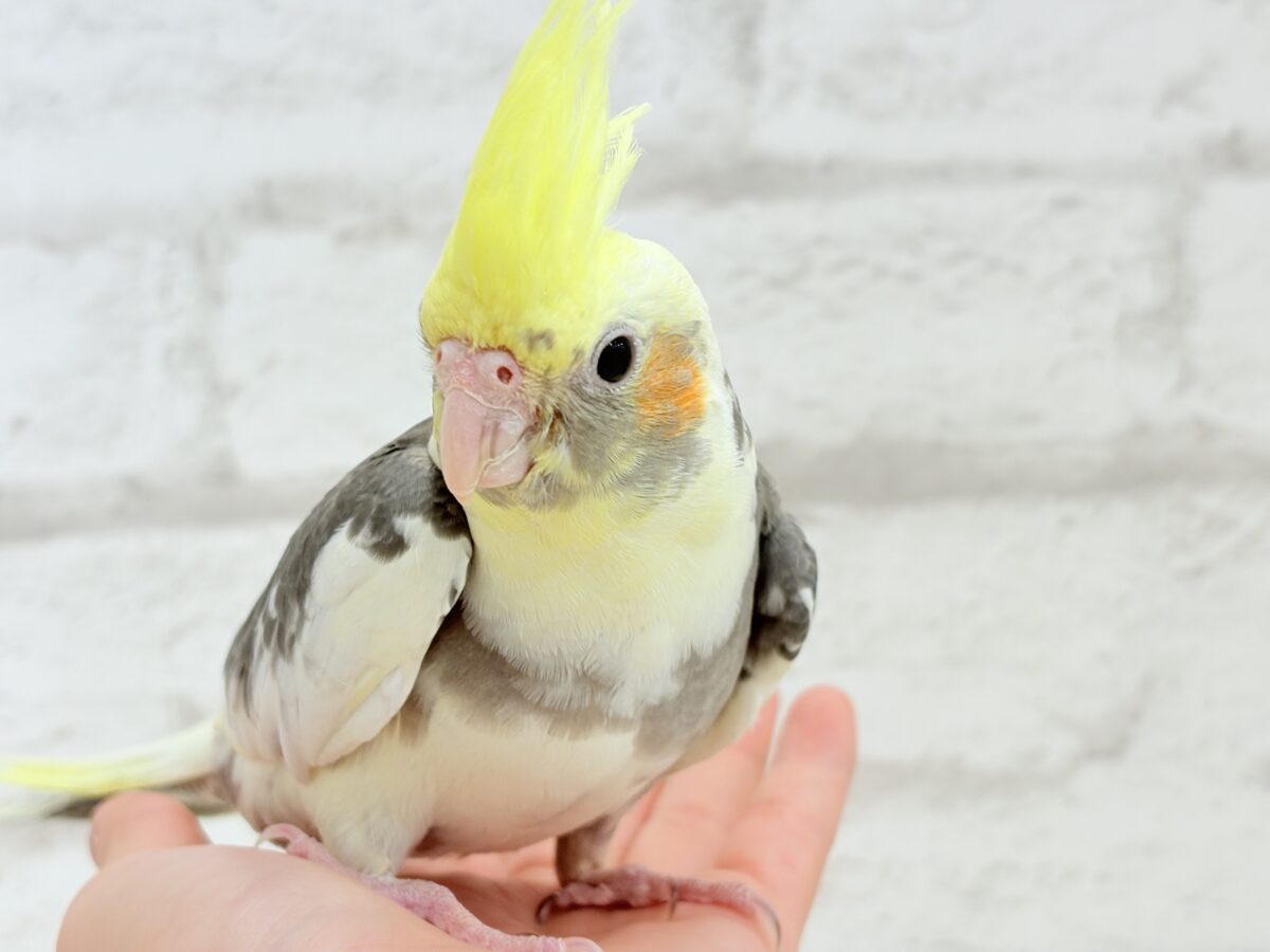 オカメインコ