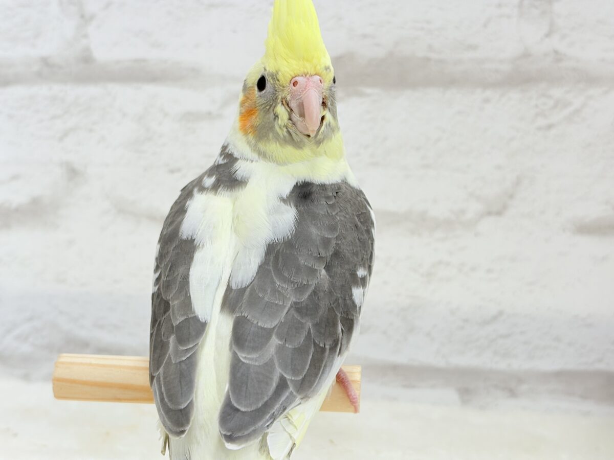 オカメインコ