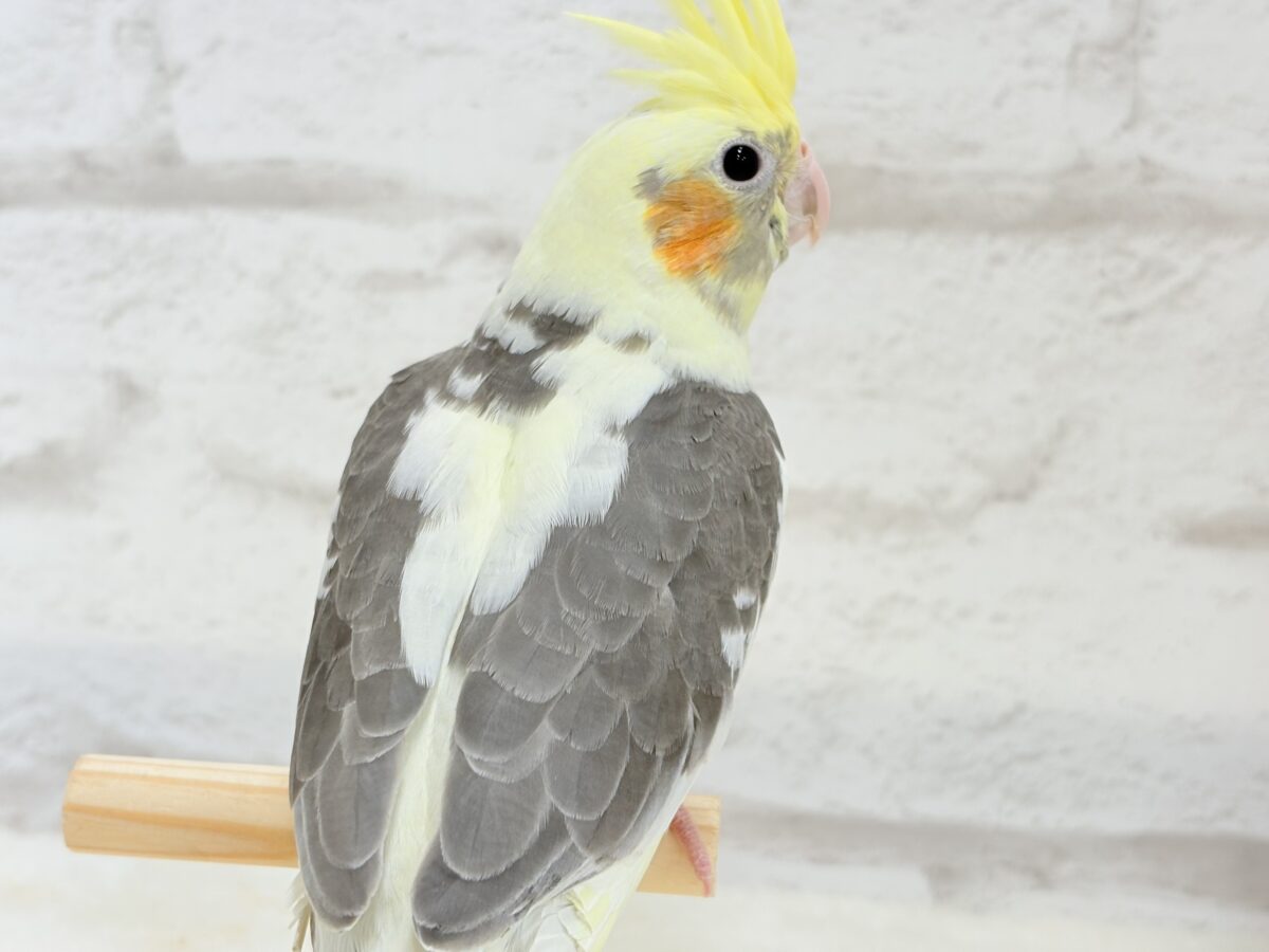 オカメインコ
