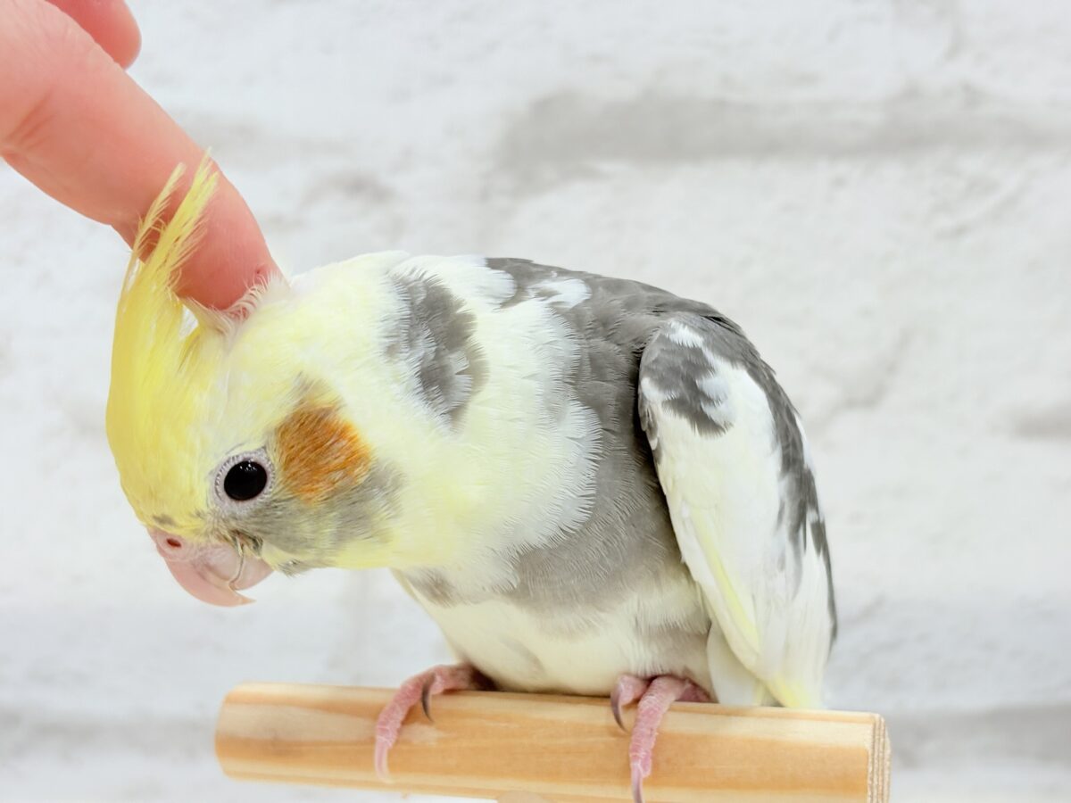 オカメインコ
