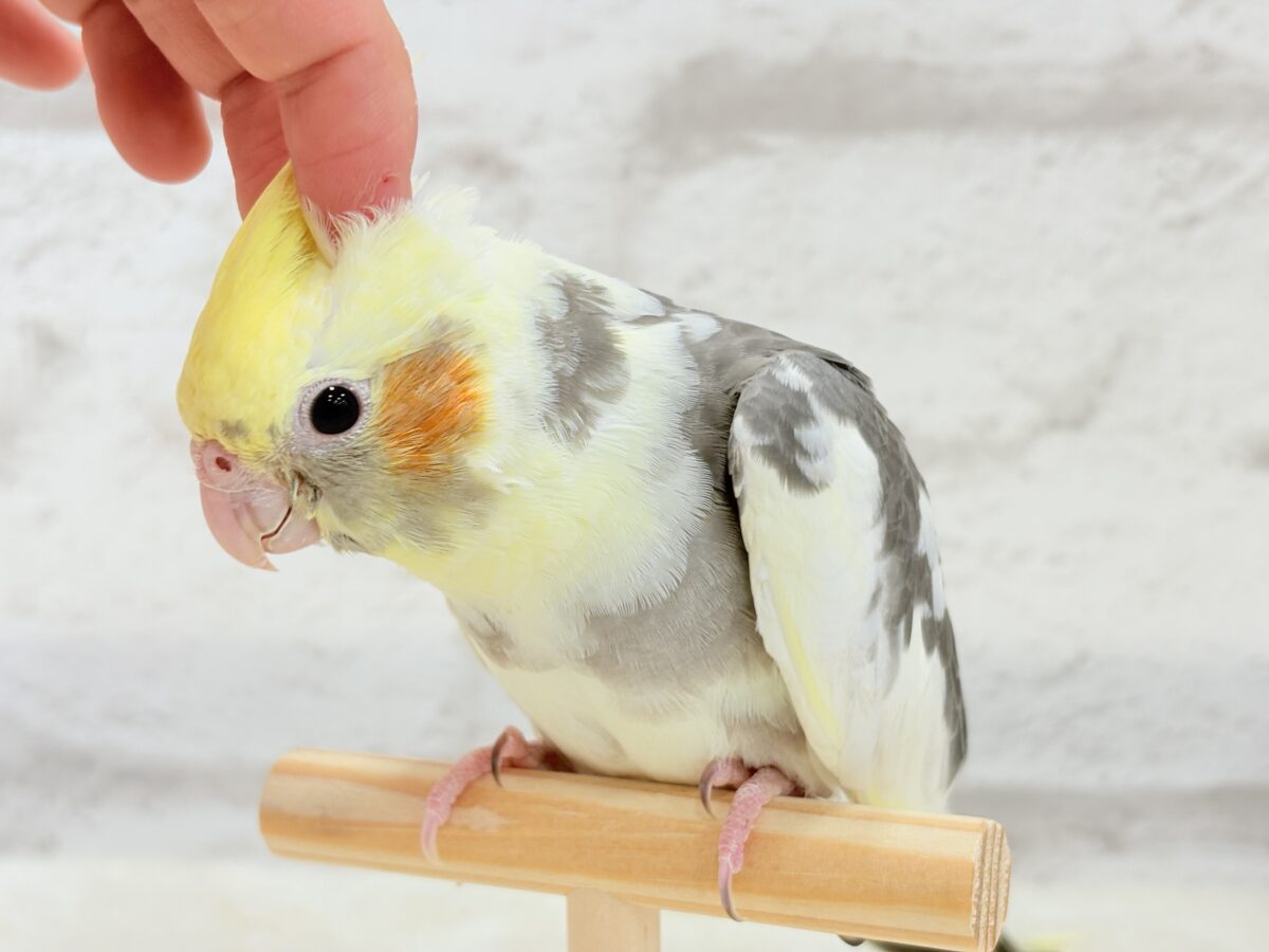 オカメインコ