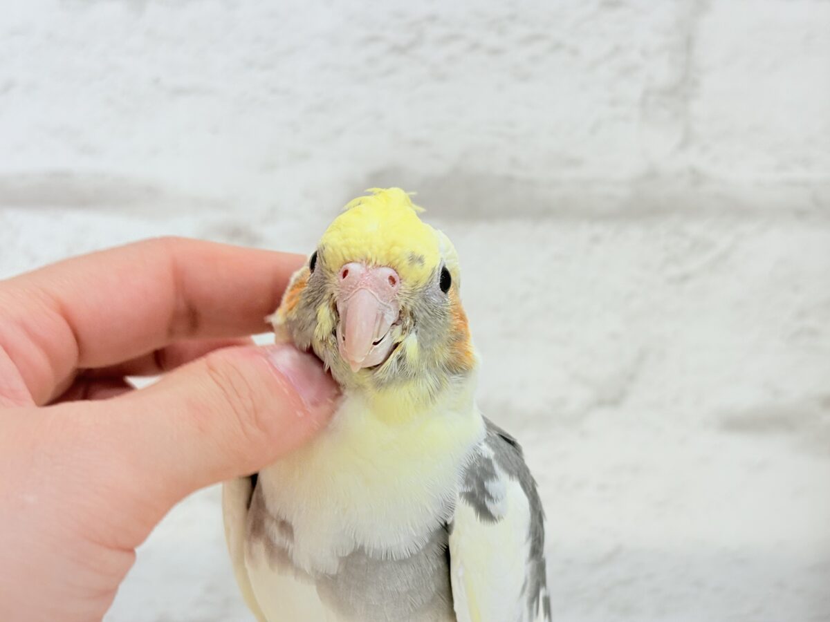 オカメインコ