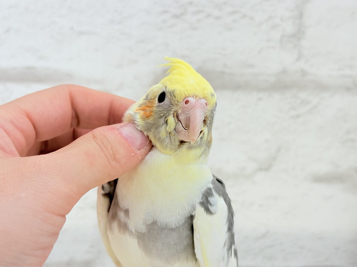 オカメインコ