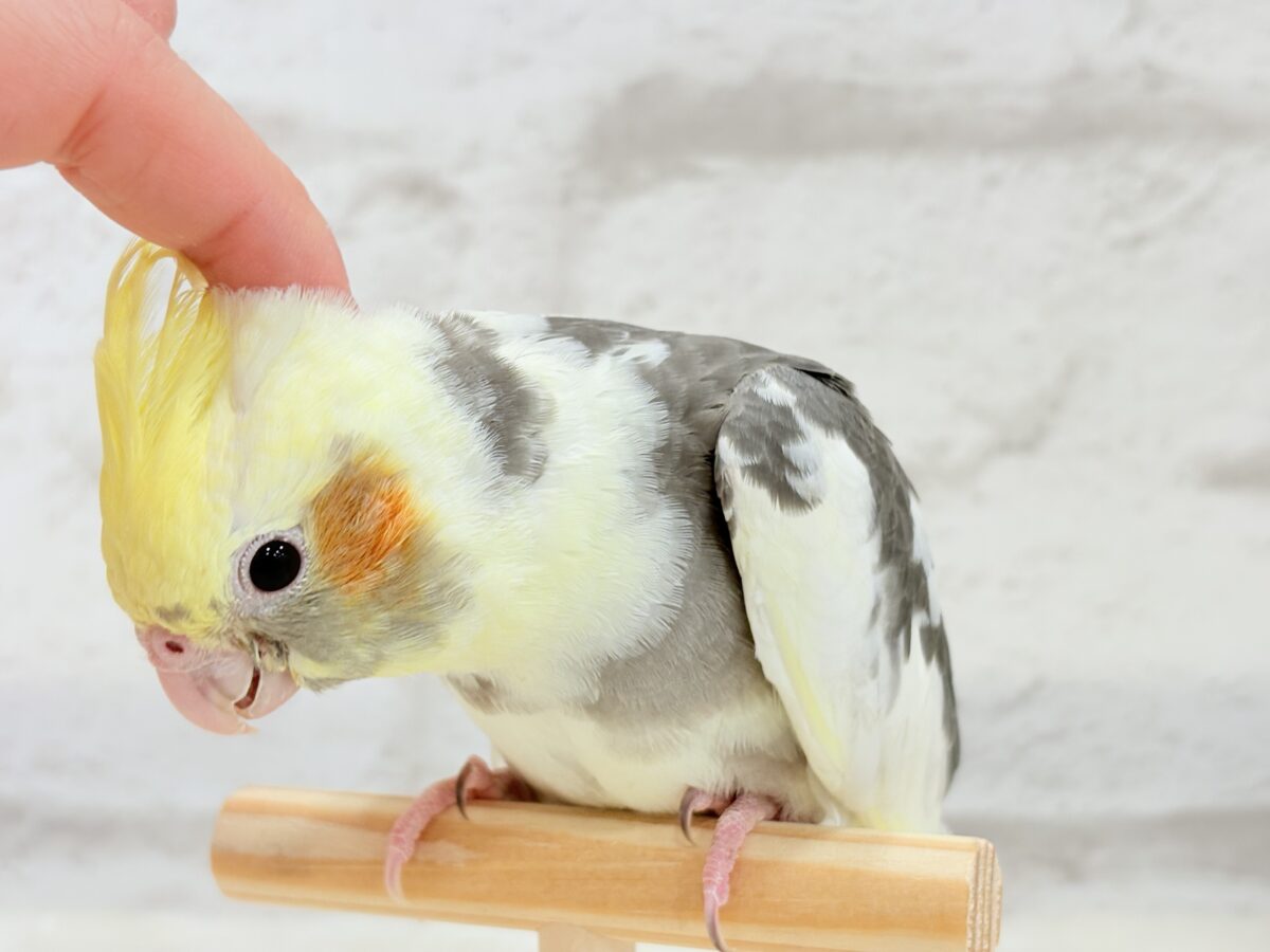 オカメインコ