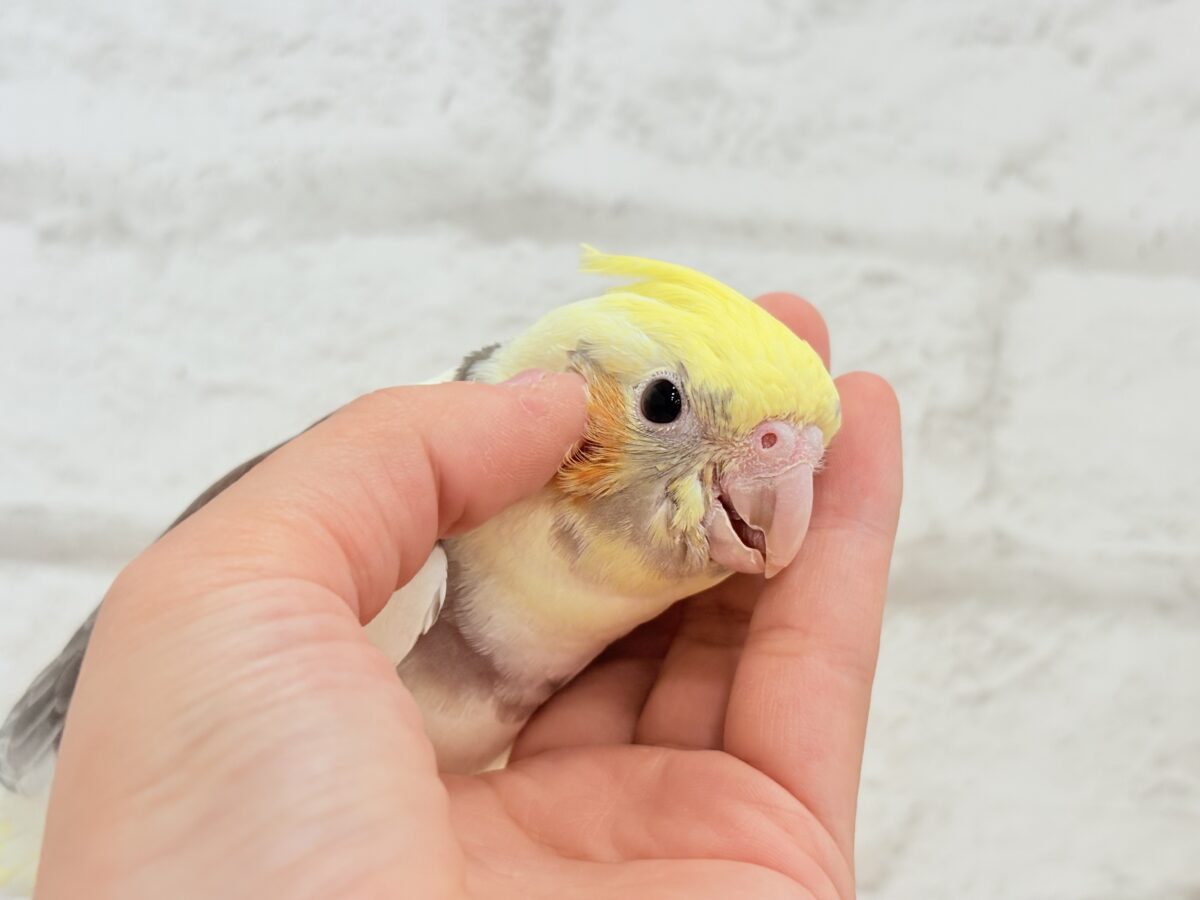 オカメインコ