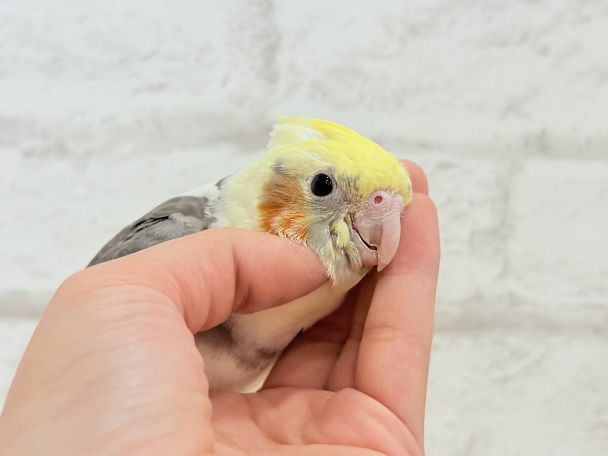 オカメインコ