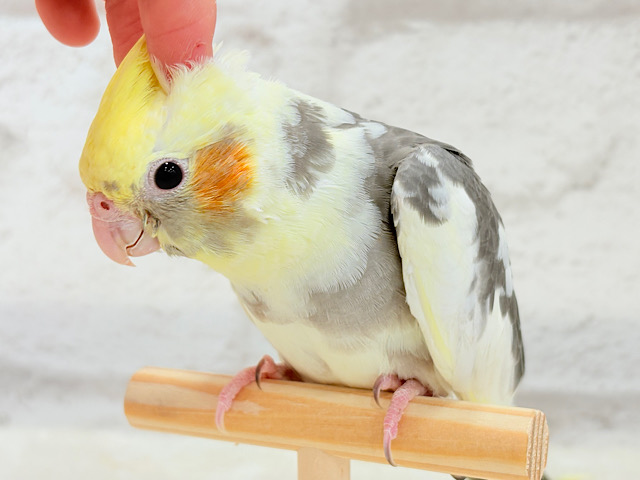 【最新画像更新🪄もうすぐひとり餌‪☆】プリティフェイス🍒オカメ界のアイドル🐥🪇オカメインコ(パイド) ヒナ
