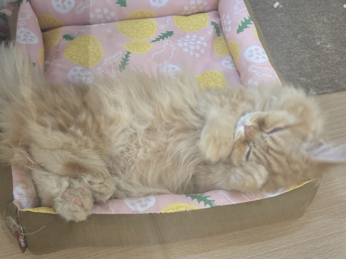 ミヌエット