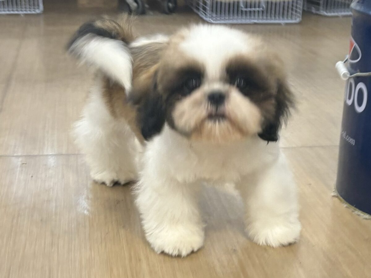 シーズー