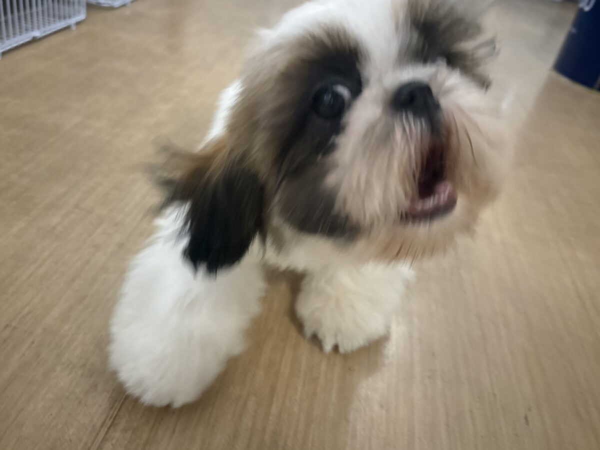 シーズー