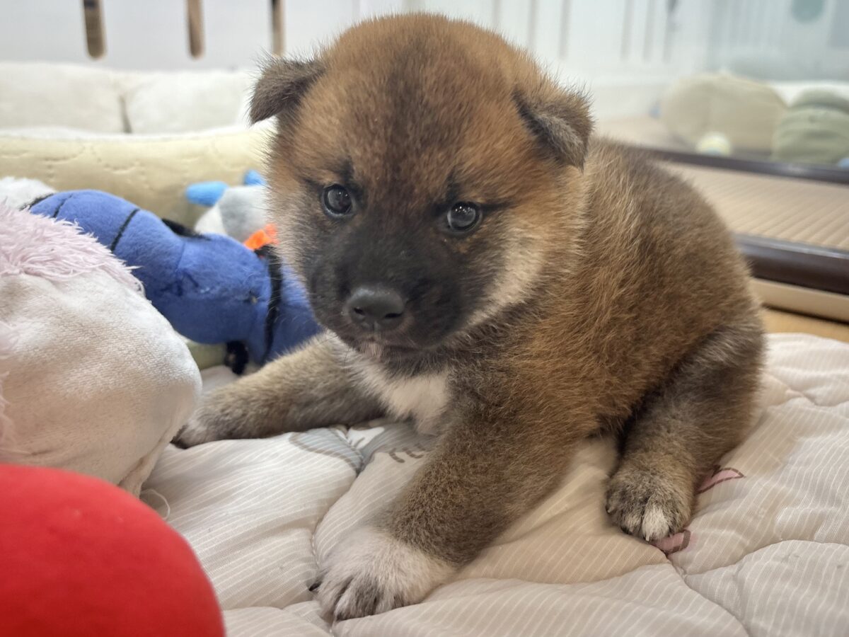 柴犬