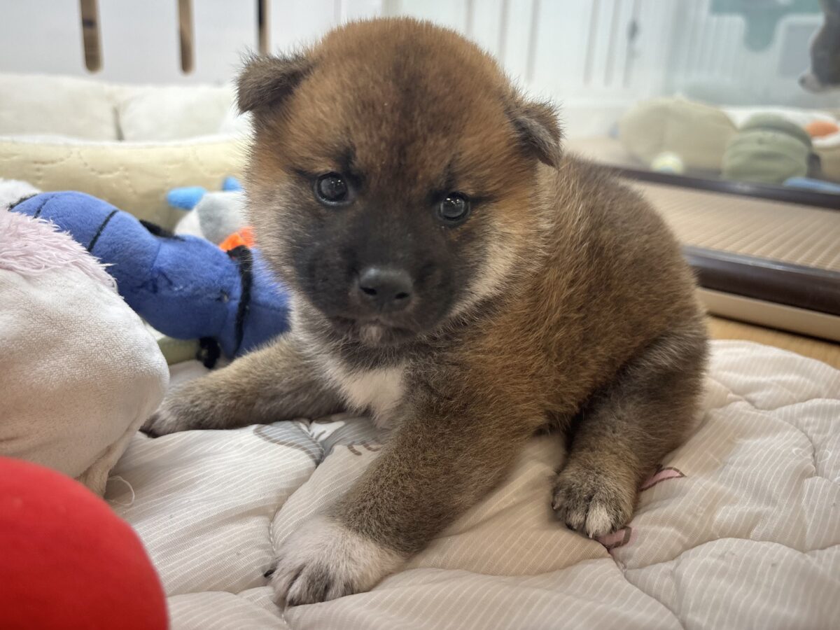 柴犬