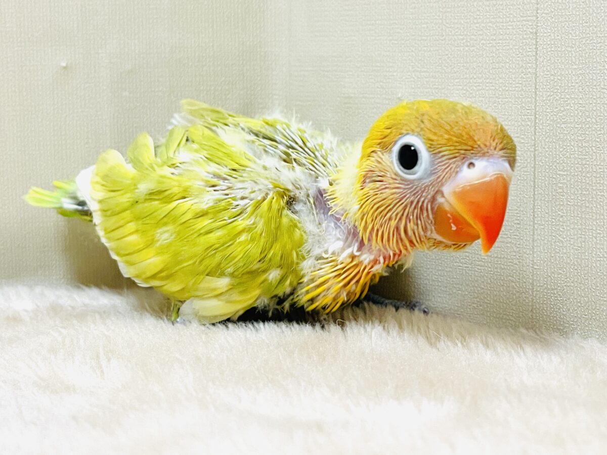 ヤマブキボタンインコ