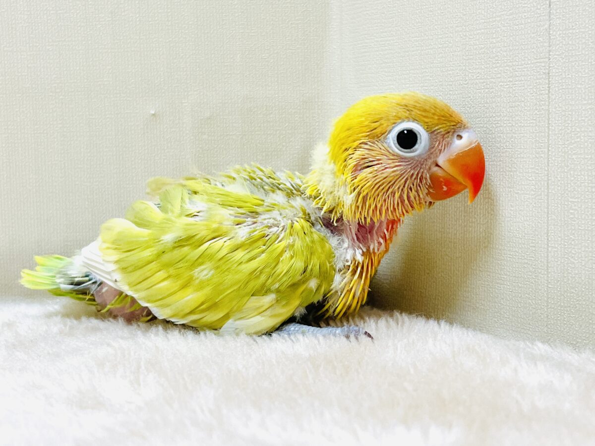 ヤマブキボタンインコ