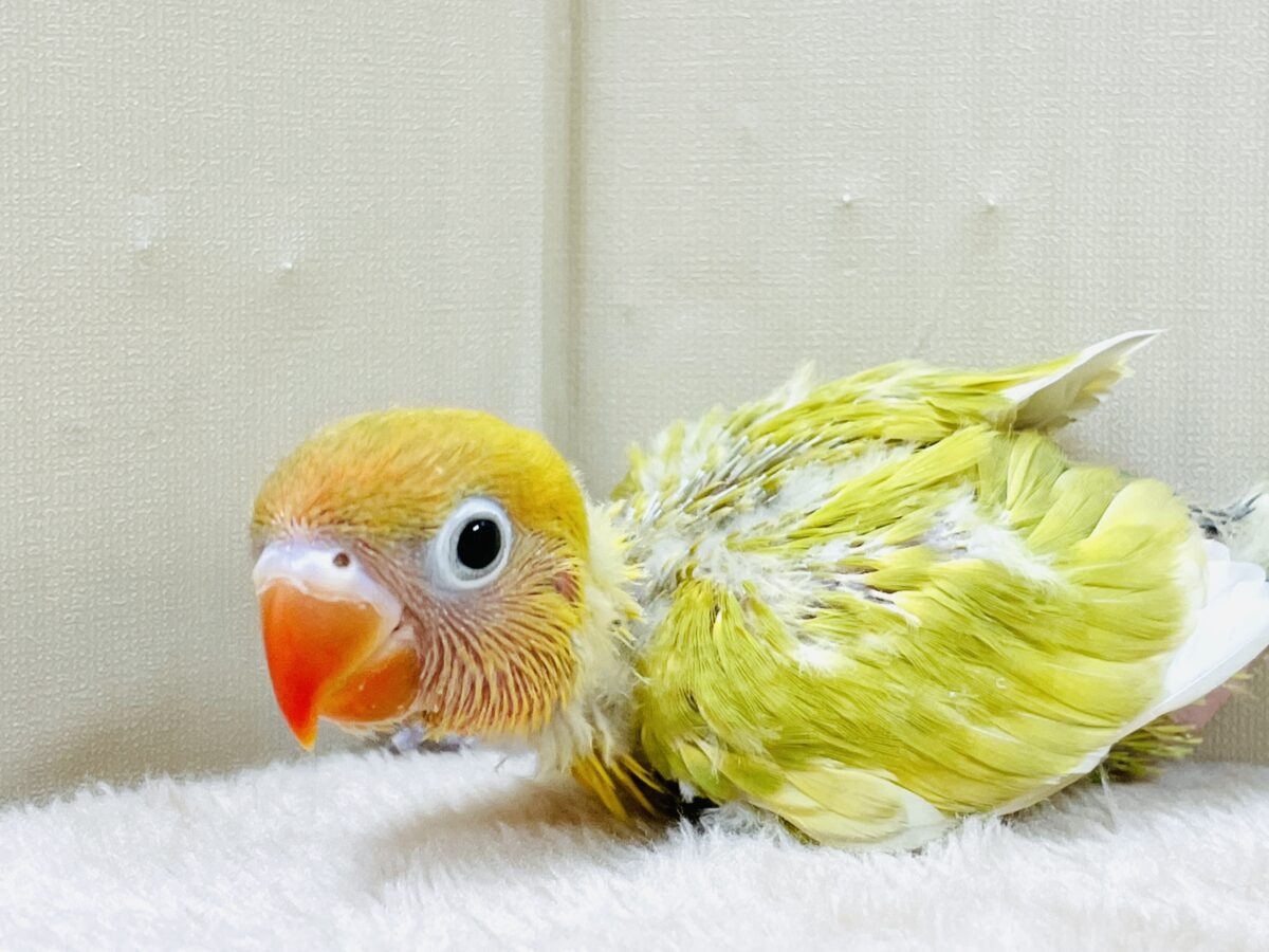 ヤマブキボタンインコ