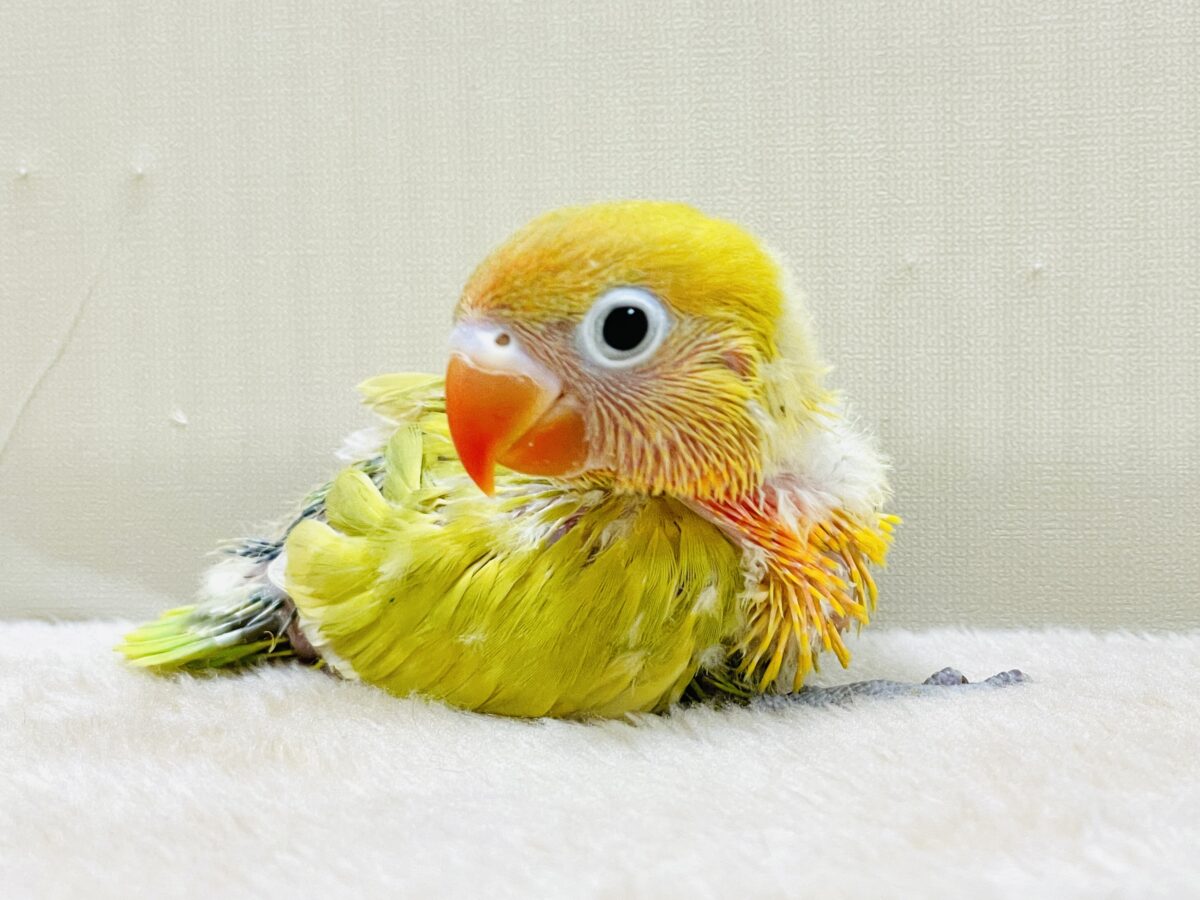 ポップで鮮やか✨ヤマブキボタンインコ（ヒナ）
