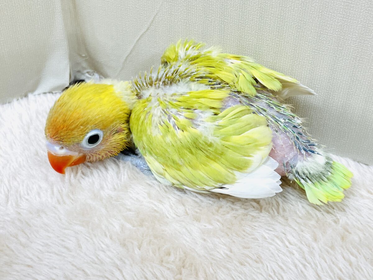 ヤマブキボタンインコ