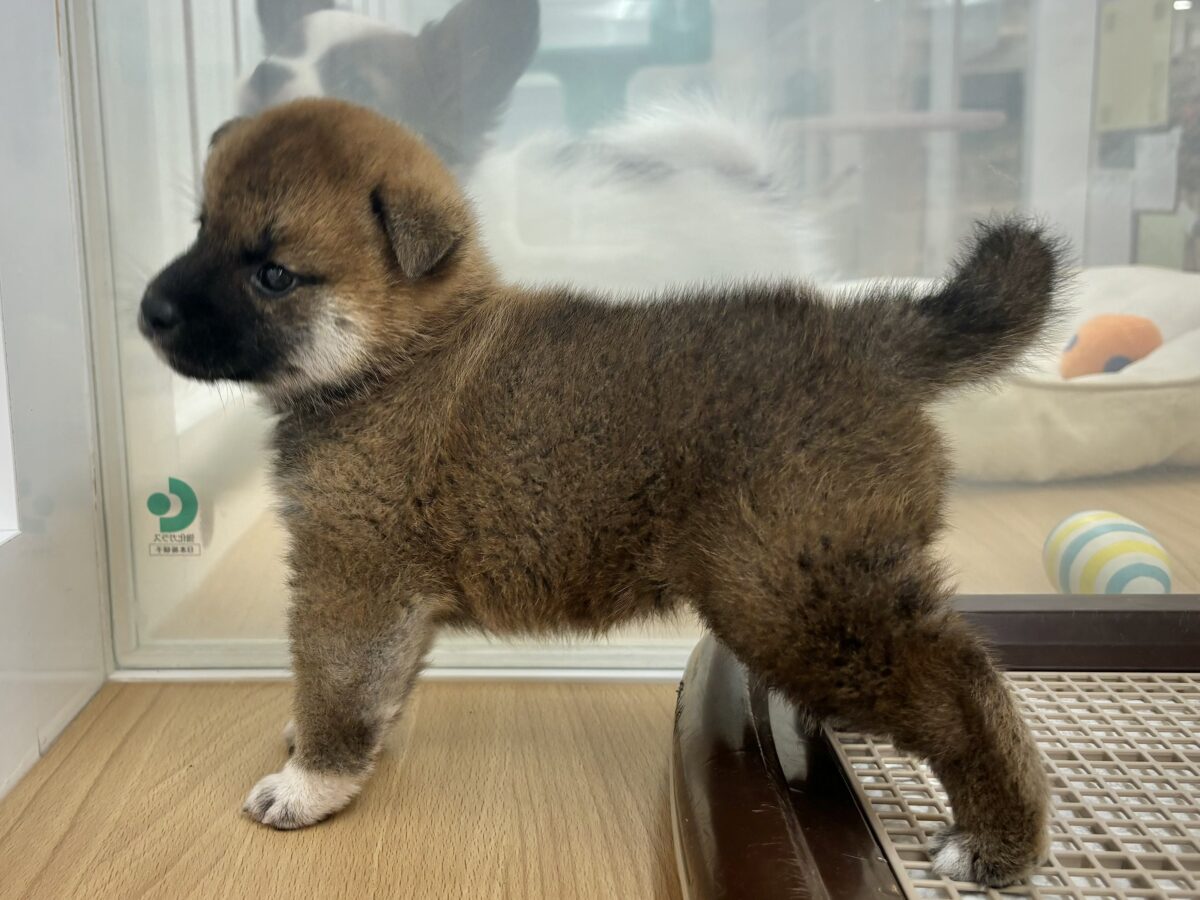 柴犬