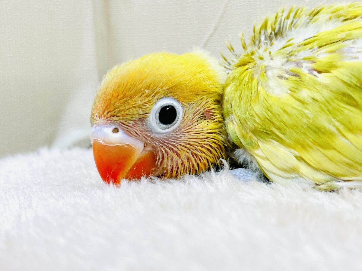 ヤマブキボタンインコ