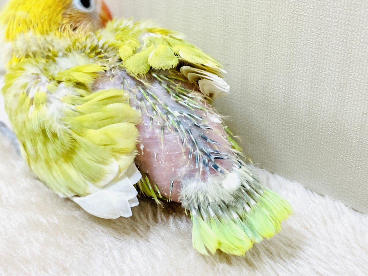 ヤマブキボタンインコ