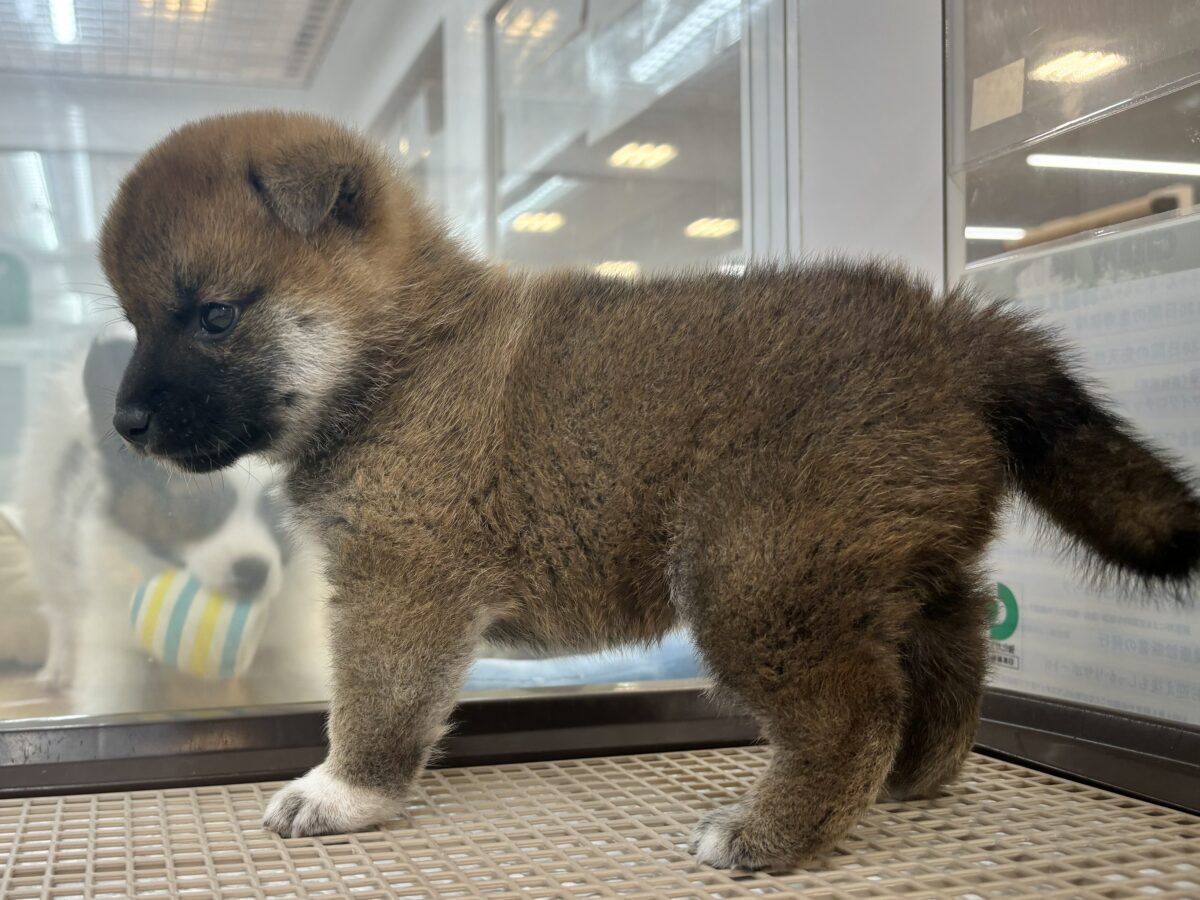柴犬