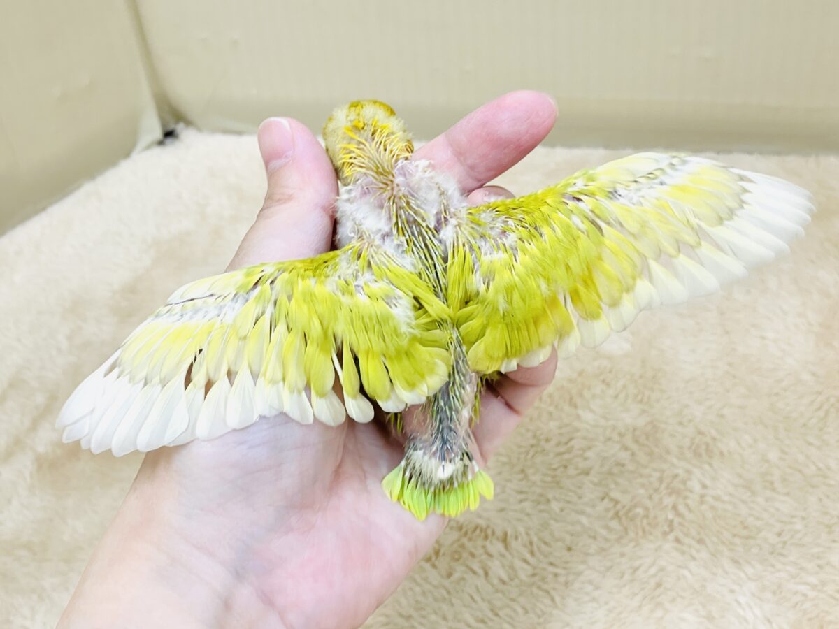 ヤマブキボタンインコ