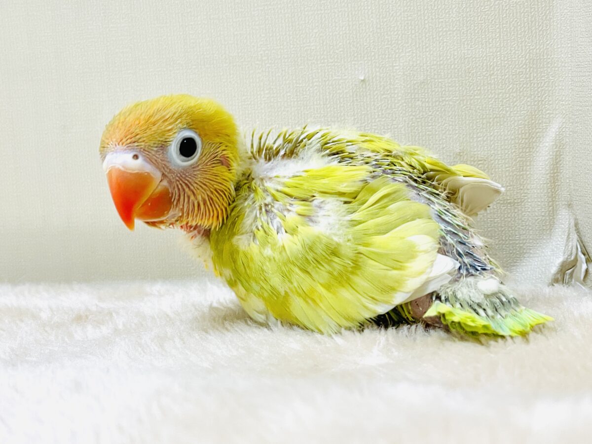ヤマブキボタンインコ