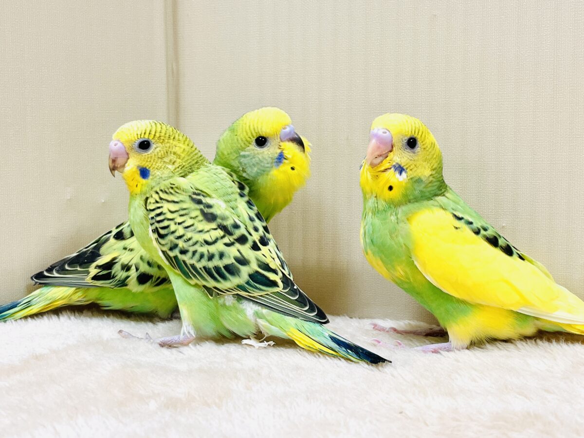 元気いっぱいやってきたよ〜❣️セキセイインコ（ヒナ）