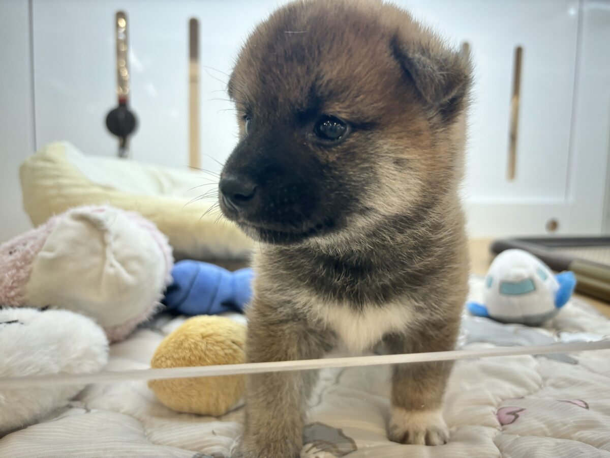 柴犬