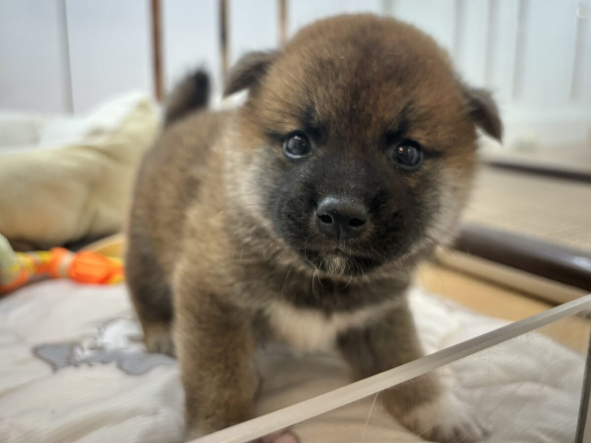 柴犬