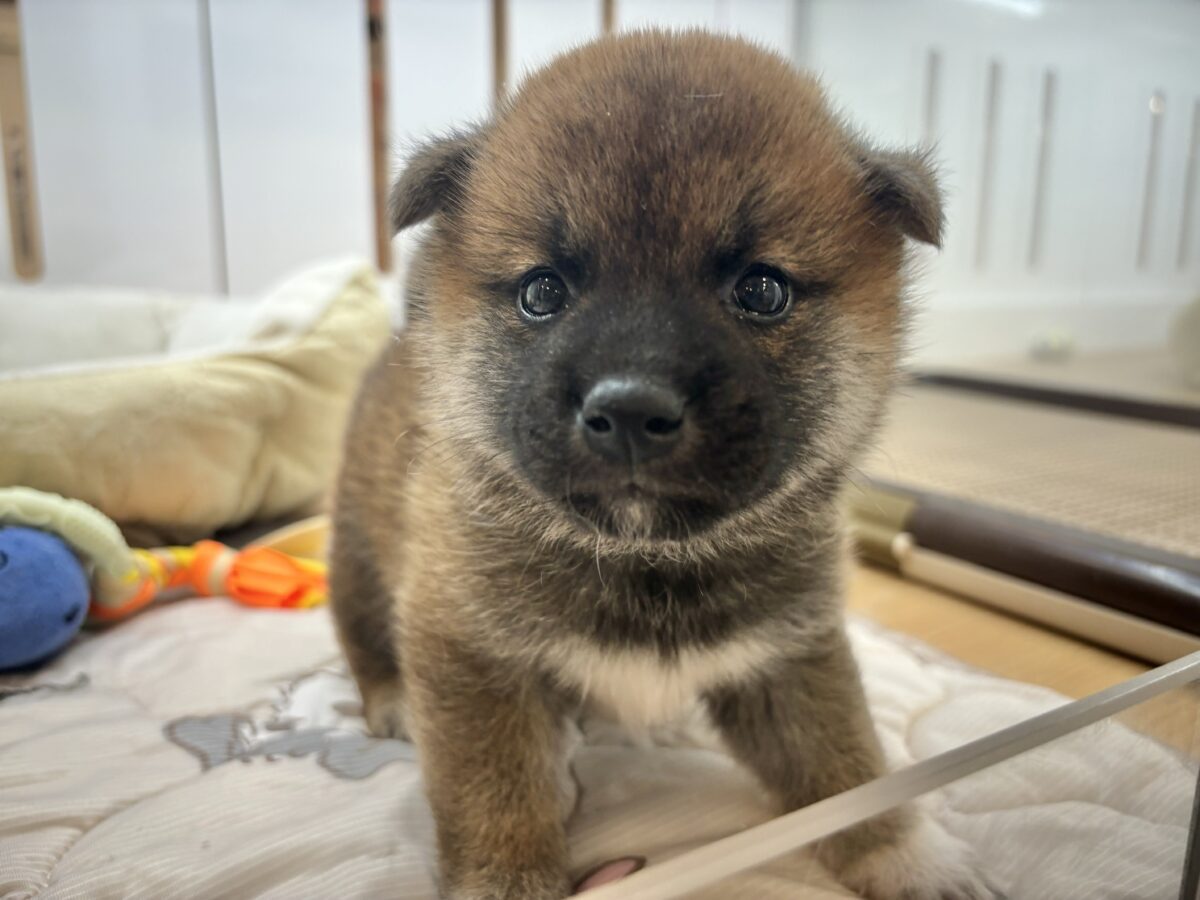 柴犬