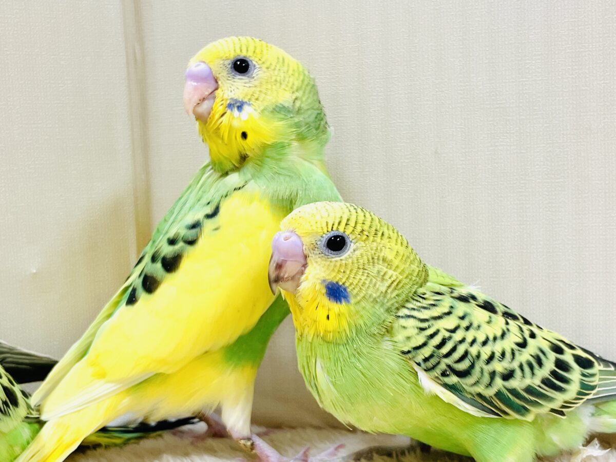 セキセイインコ