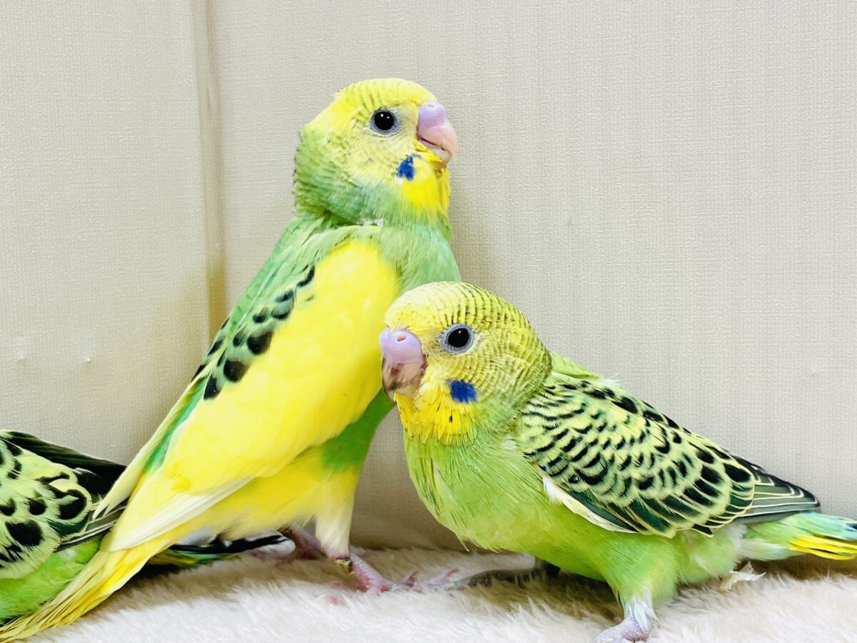 セキセイインコ