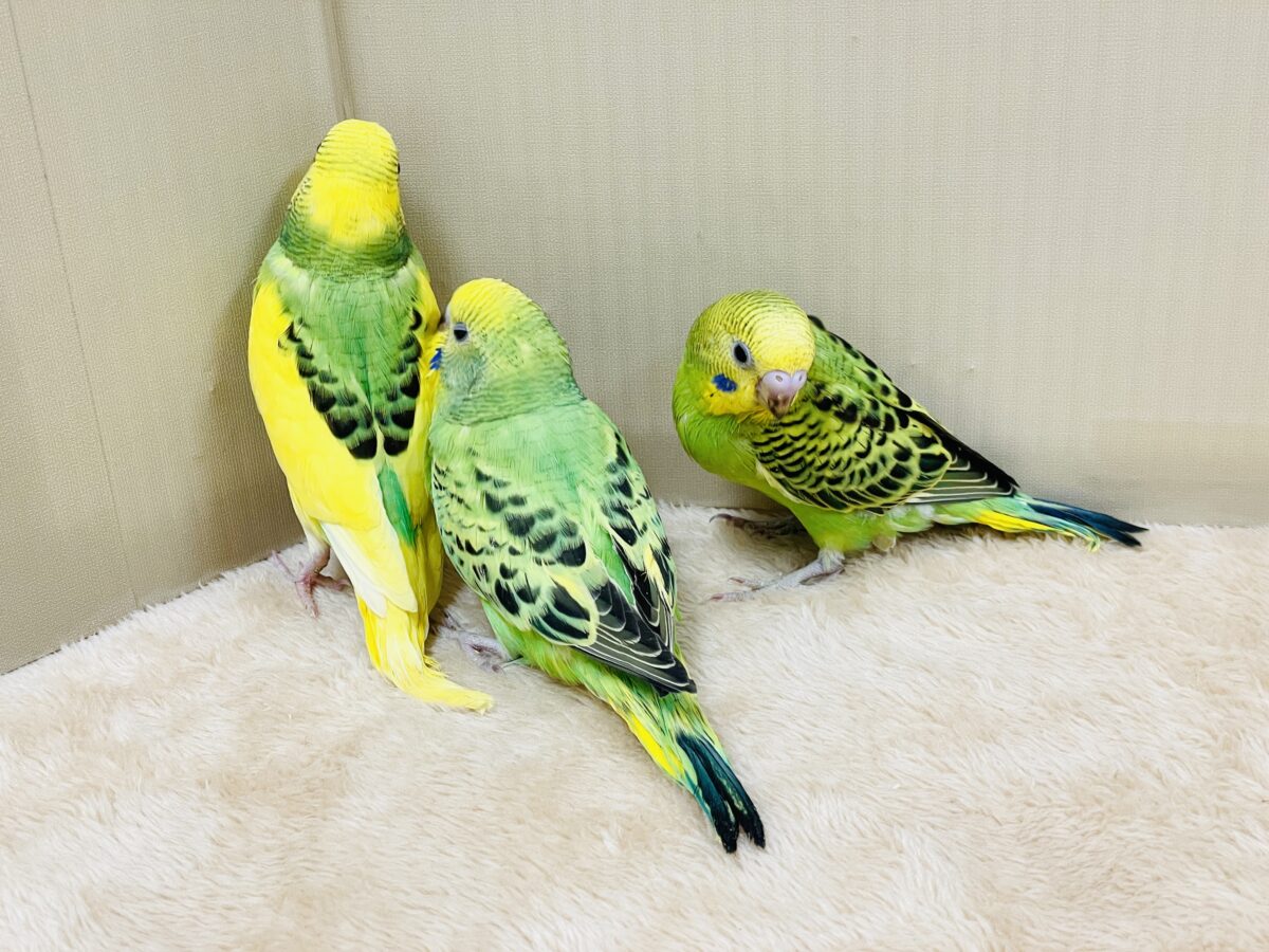 セキセイインコ