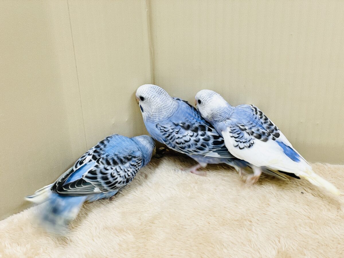 セキセイインコ