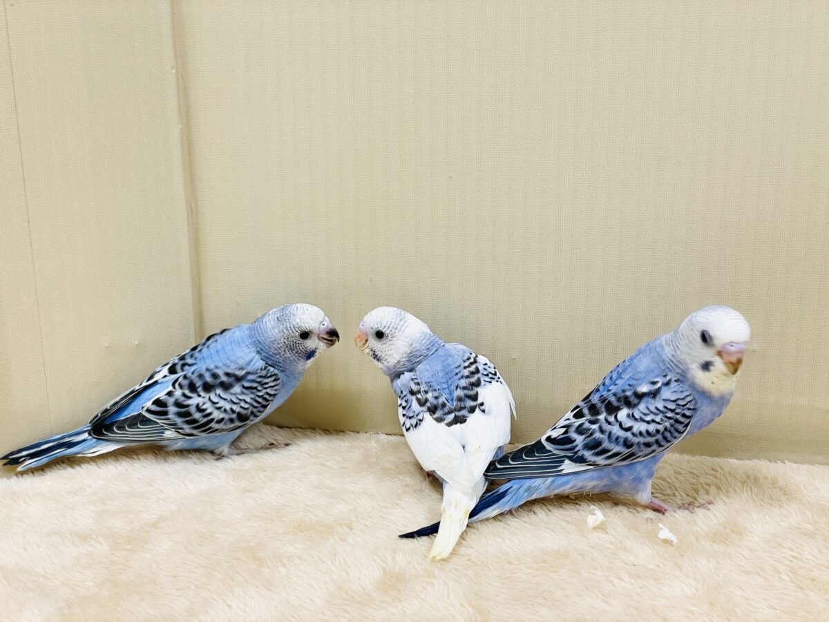 セキセイインコ