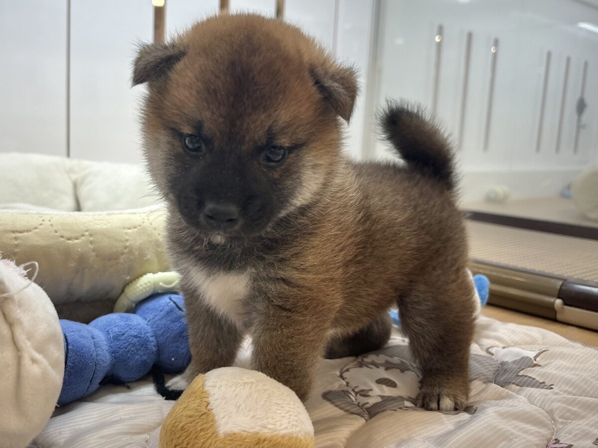 柴犬