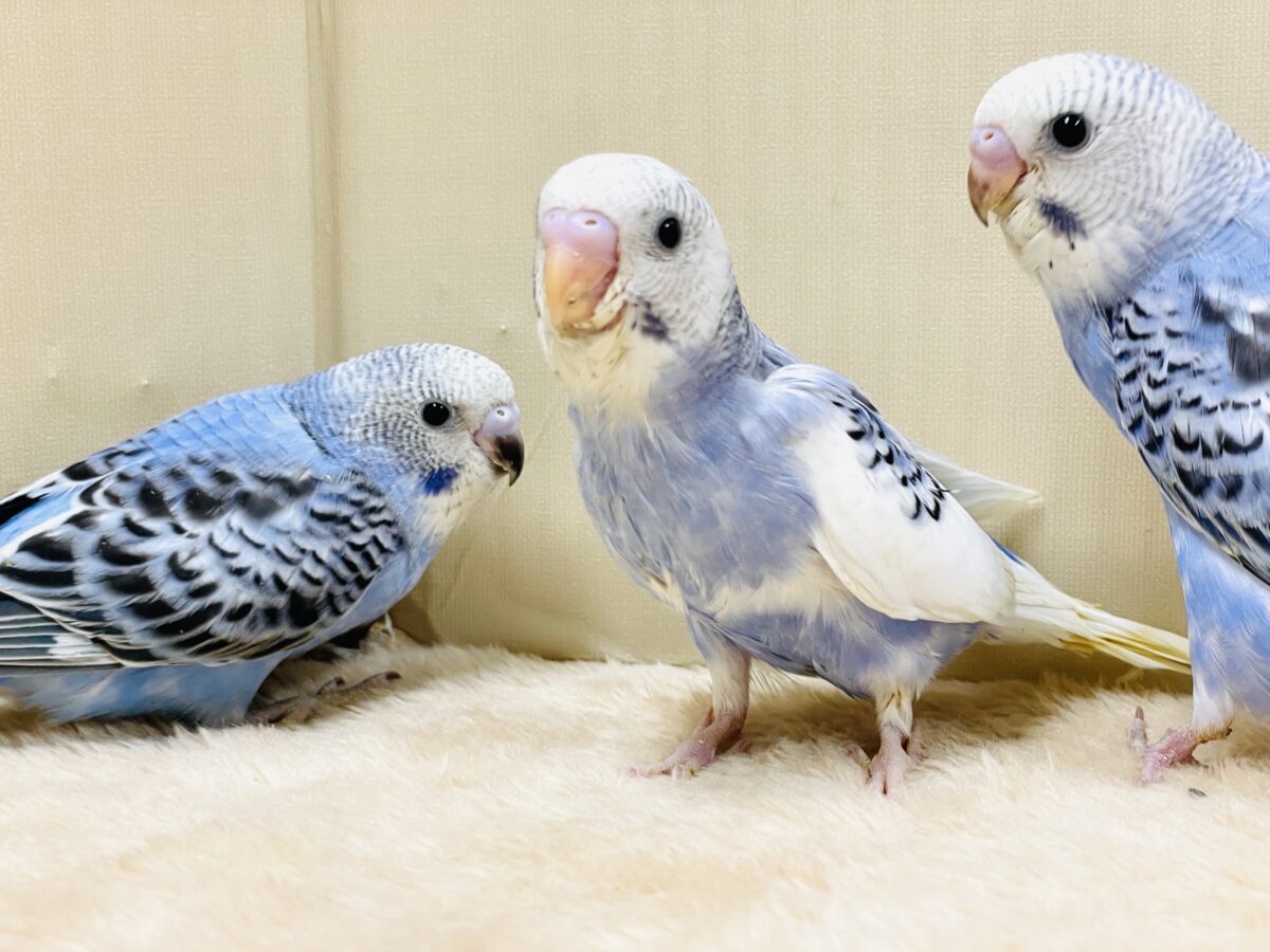 セキセイインコ